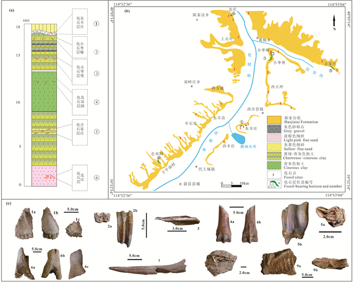 蔚县盆地哺乳动物化石层位（a）、分化石点布简图（b）及哺乳动物化石（c）